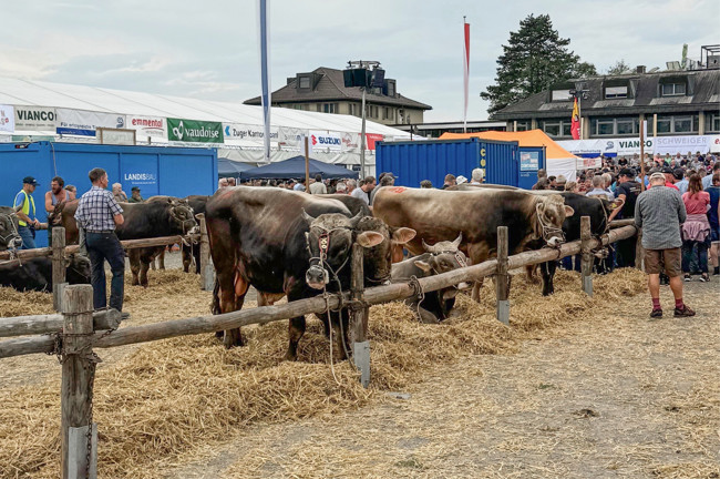 2024 09 10 Siterenmarkt2