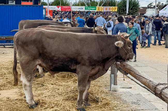 2025 09 19 Stierenmarkt4 2025 09 19 Stierenmarkt4