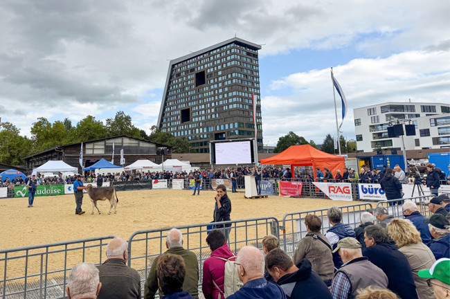 2025 09 19 Stierenmarkt3 2025 09 19 Stierenmarkt3